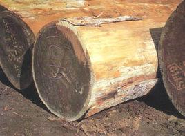 非洲黑胡桃木 非洲黑胡桃木