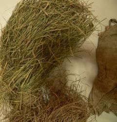 乳突薹草 乳突薹草