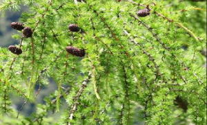 大果紅杉(變種) 大果紅杉(變種)