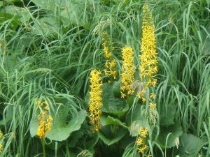 東久橐吾 東久橐吾