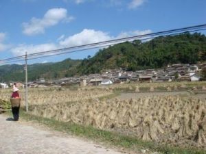 楊家自然村 楊家自然村