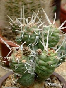 長刺武藏野 長刺武藏野