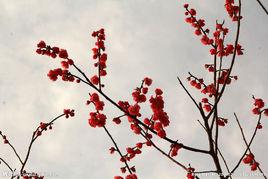 紅梅迎春 紅梅迎春