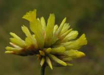 簇枝補血草(原變種) 簇枝補血草(原變種)