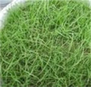 川中剪股穎 川中剪股穎