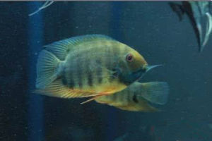 燦亮麗鯛 燦亮麗鯛