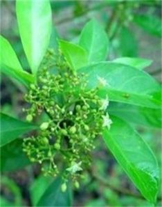 密脈九節 密脈九節