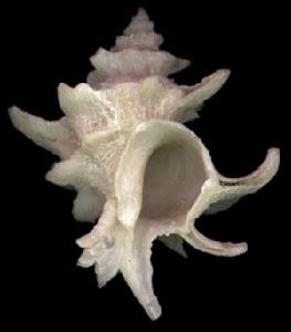 台灣花仙螺 台灣花仙螺