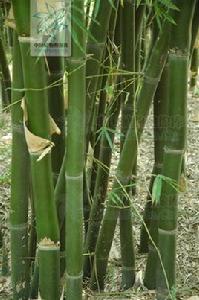 魚肚腩竹 魚肚腩竹