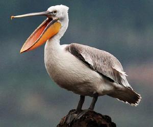 卷羽鵜鶘 卷羽鵜鶘