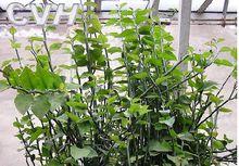 紅雀珊瑚[植物]