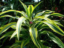 香龍血樹[天門冬科龍血樹屬]