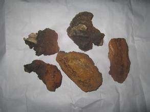 黃白臥孔菌 黃白臥孔菌