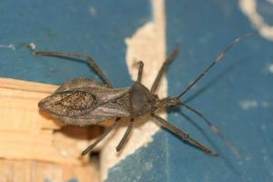 褐菱獵蝽 褐菱獵蝽