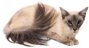 藍色虎斑重點色貓