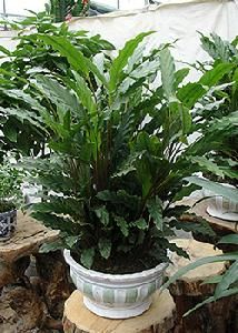 波浪竹芋 波浪竹芋