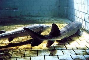 中華鱘魚園 中華鱘魚園