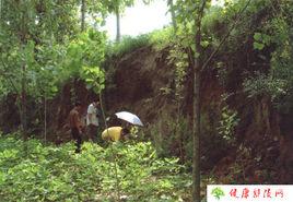 鄢陵古城 鄢陵古城