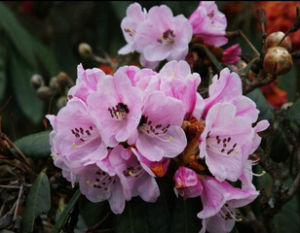 鐮果杜鵑 鐮果杜鵑