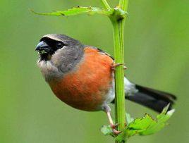 灰頭灰雀 灰頭灰雀