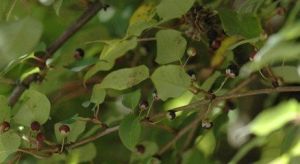 變異藤山柳 變異藤山柳