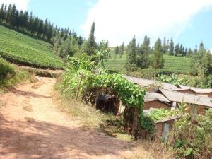 雲龍茶場自然村 雲龍茶場自然村