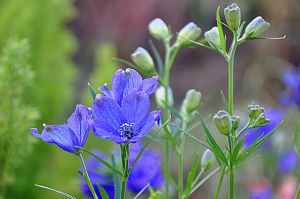 矮翠雀花 矮翠雀花