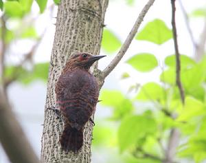 （圖）栗啄木鳥