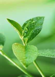 綠色家具 綠色家具