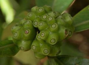 短柄雞眼藤(原變種) 短柄雞眼藤(原變種)