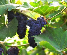 柳河山葡萄 柳河山葡萄