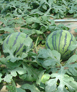 京欣西瓜 京欣西瓜