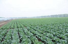 露地栽培 露地栽培