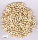 白蘞薏苡湯 白蘞薏苡湯