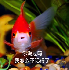 金魚系男友 金魚系男友