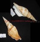 竹筍鳳凰螺 竹筍鳳凰螺
