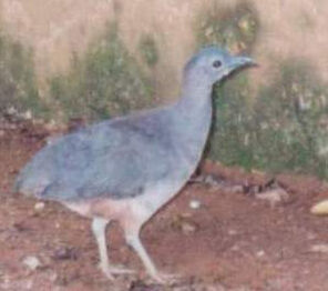 波斑穴(共鳥) 波斑穴(共鳥)