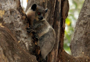 白腳鼬狐猴 白腳鼬狐猴