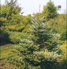 朝鮮冷杉 朝鮮冷杉