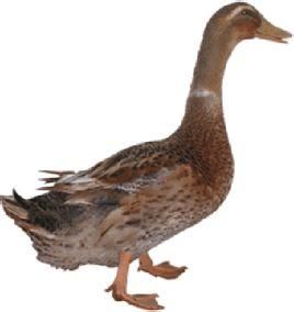 遂川麻鴨 遂川麻鴨