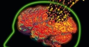 內嗅皮層 內嗅皮層