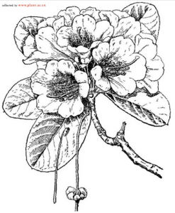 腺房紅萼杜鵑 腺房紅萼杜鵑