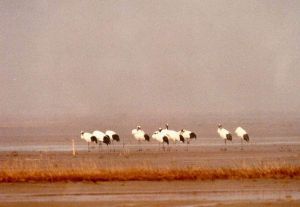 鹽城國家級自然保護區