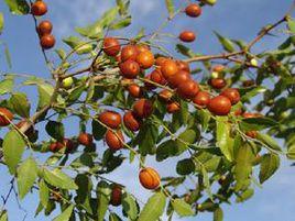 酸棗汁汽水 酸棗汁汽水