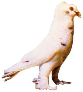 亨格利鴿 亨格利鴿