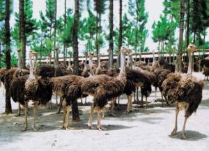 乳源鴕鳥養殖場 乳源鴕鳥養殖場