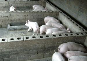 豬維生素B1缺乏症 