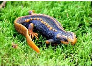 棘螈[古代兩棲動物]