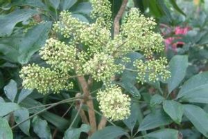 台灣鵝掌柴 台灣鵝掌柴