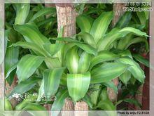 香龍血樹[天門冬科龍血樹屬]